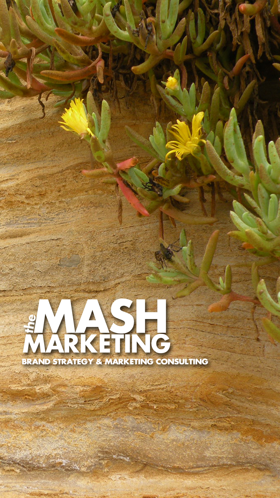Brand Consulting & Marketing Strategy San Diego